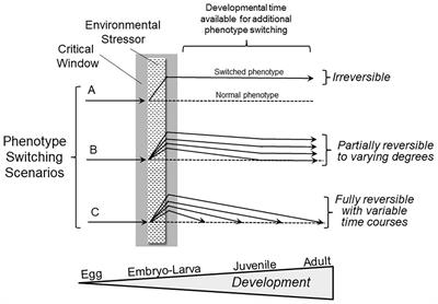 Phenotypic Switching Resulting From Developmental Plasticity: Fixed or Reversible?